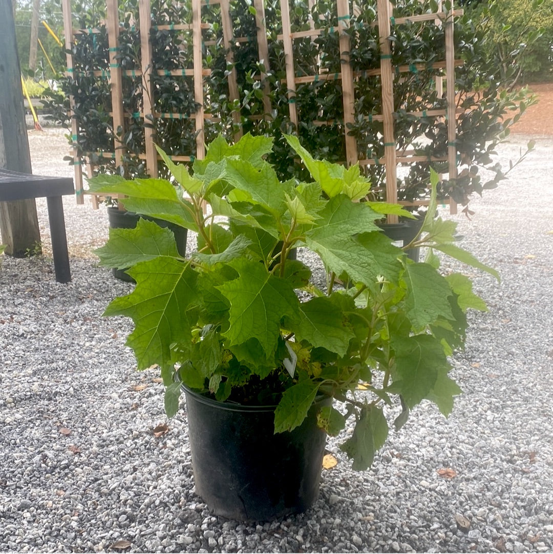 Alice Oakleaf Hydrangea 3 Gal