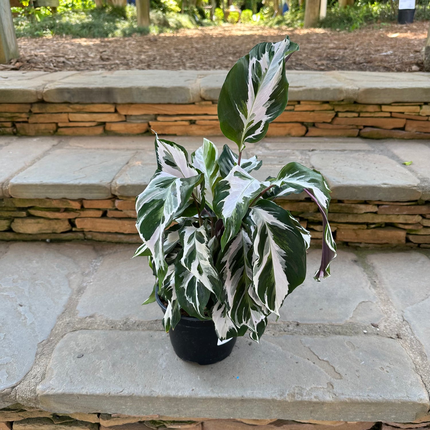 Stella Calathea