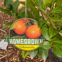 Calamondin 1 Gal