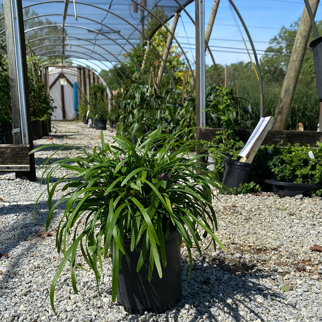 Emerald Goddess Liriope