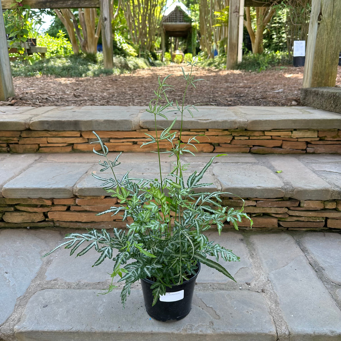 Silver Lace Pteris Fern