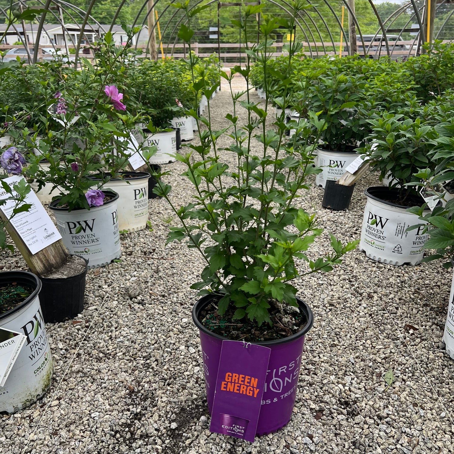 Bali Rose of Sharon 2 Gal