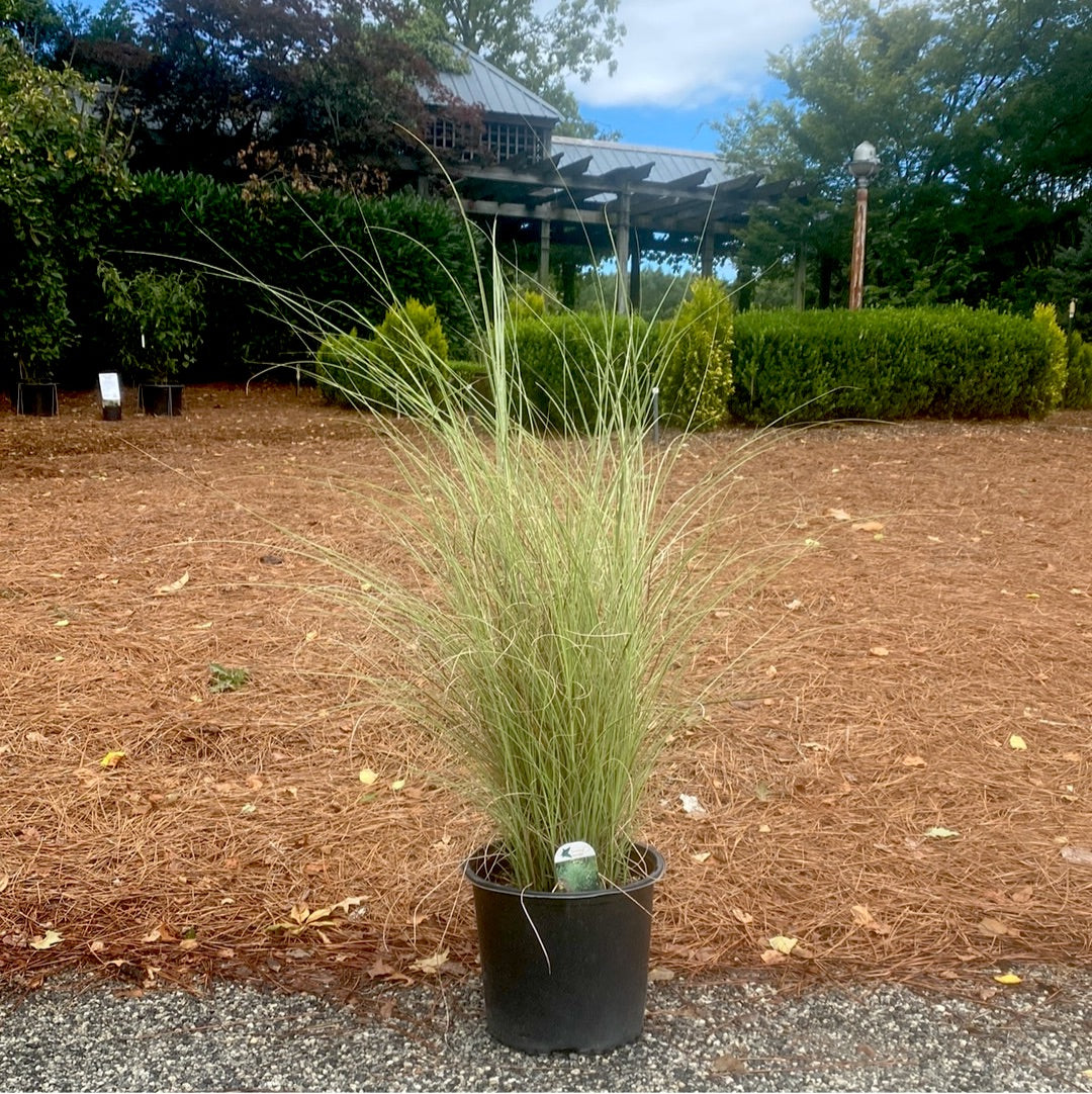 Morning Light Maiden Grass