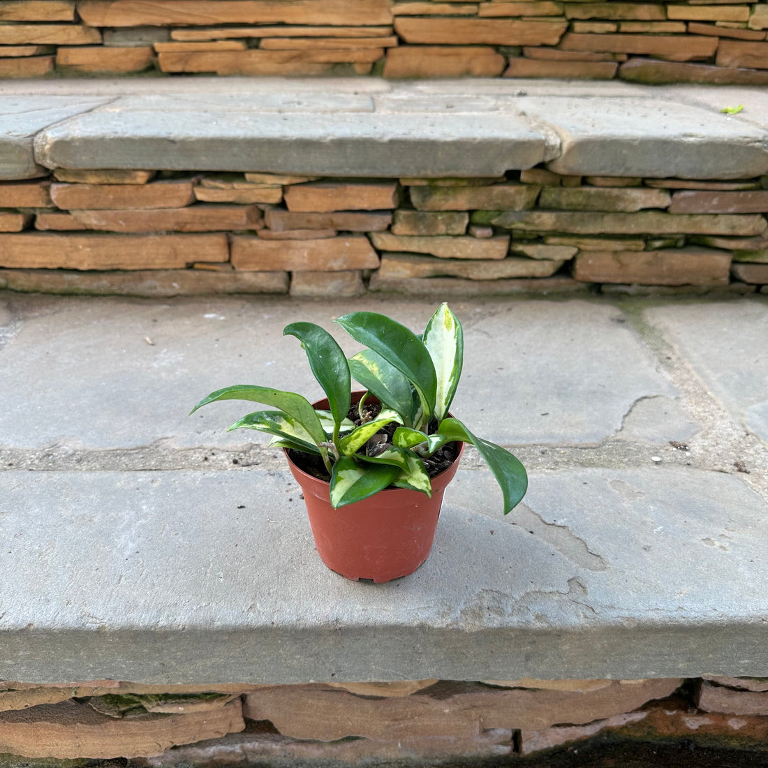 Krimson Princess Hoya