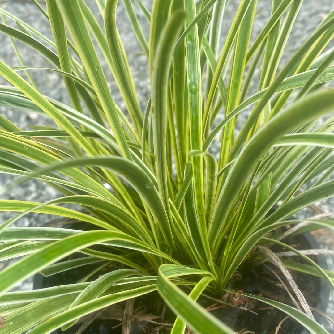 spider plant or monkey grass Variegated Liriope – Lichtenfelt's