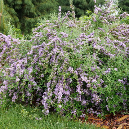 Mop Top Butterfly Bush