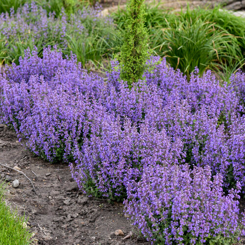 Catmint