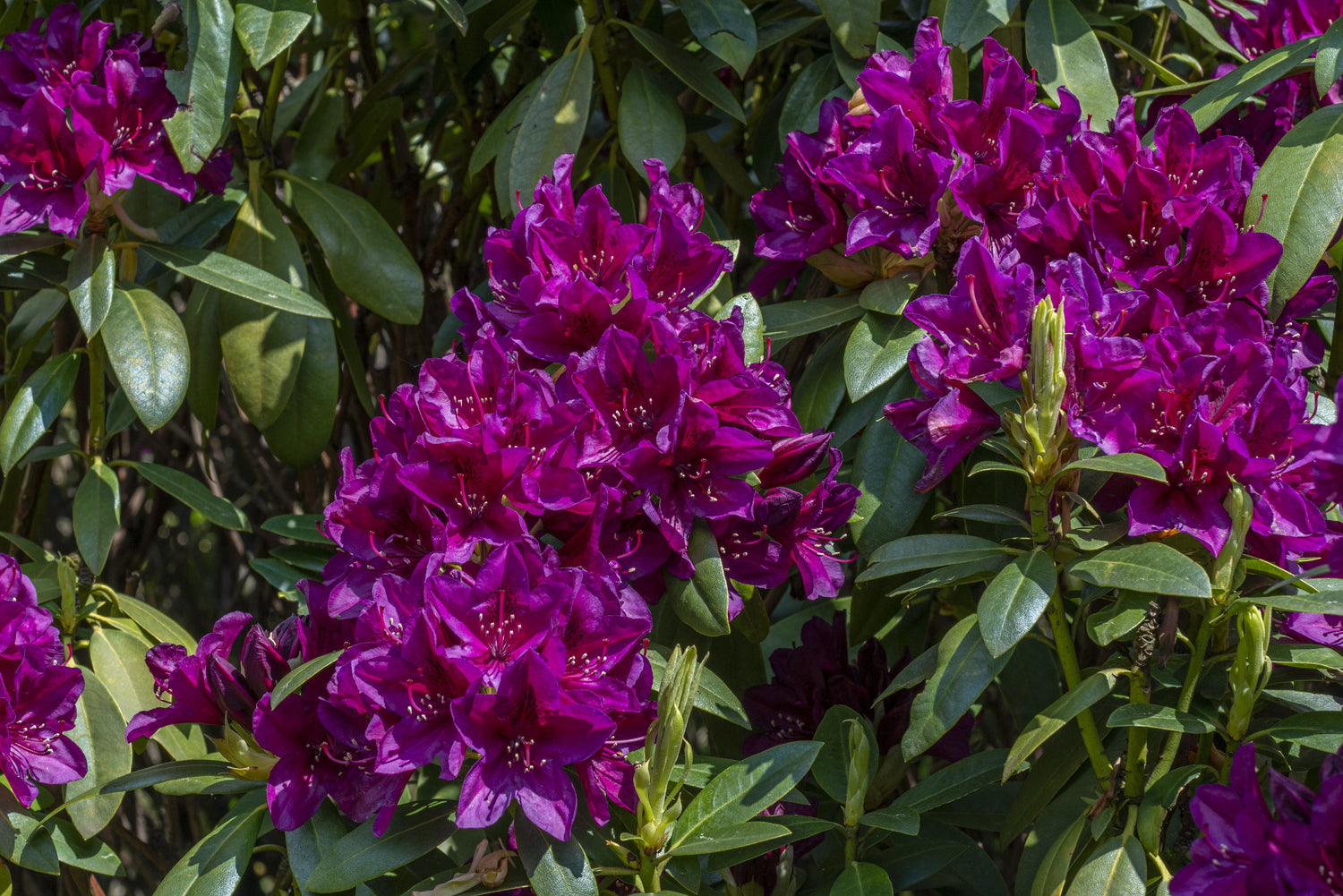 Polarnacht Rhododendron