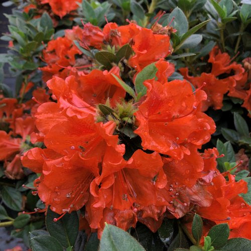 Perfecto Mundo Orange Azalea 3 Gal