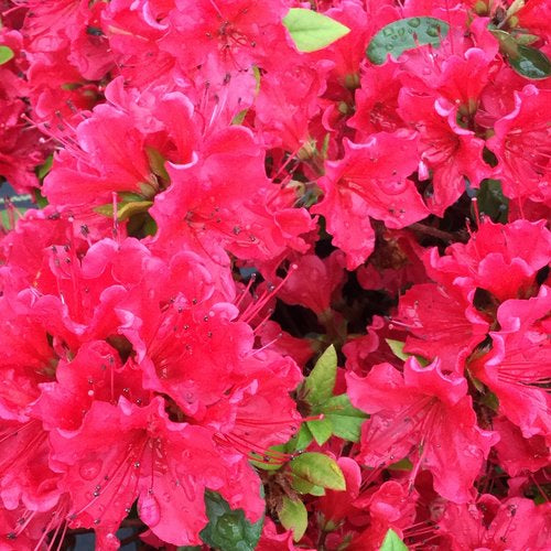 Perfecto Mundo Red Azalea 3 Gal