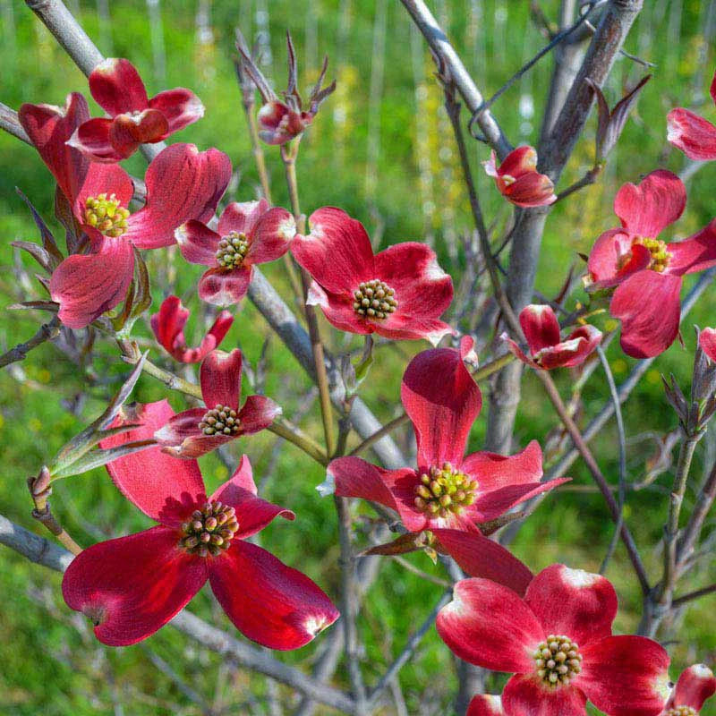 Raging Red Dogwood