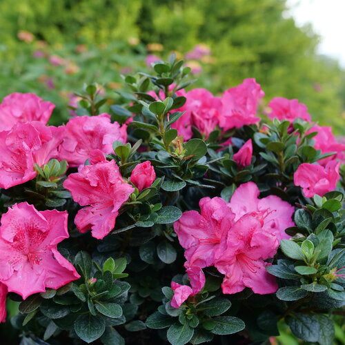 Perfecto Mundo Epic Pink Azalea 3 Gal