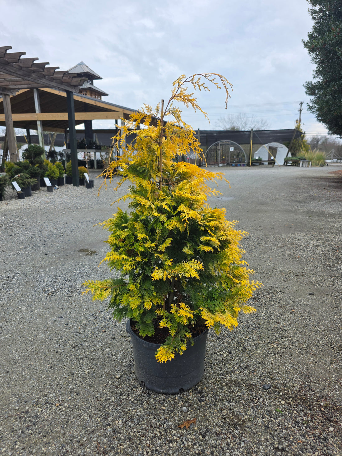 Crippsii Hinoki Cypress