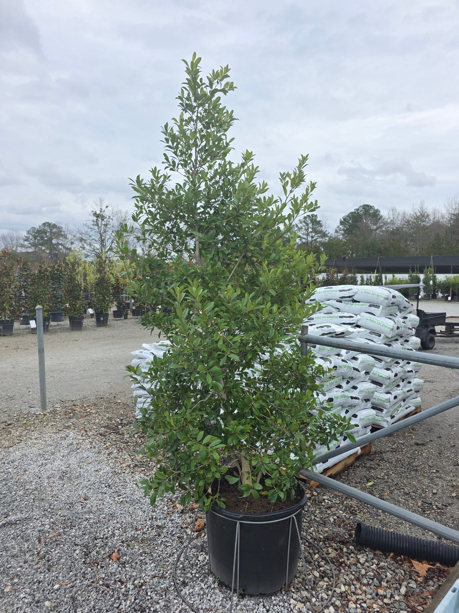 Eagleston Holly (Full-to-Ground)