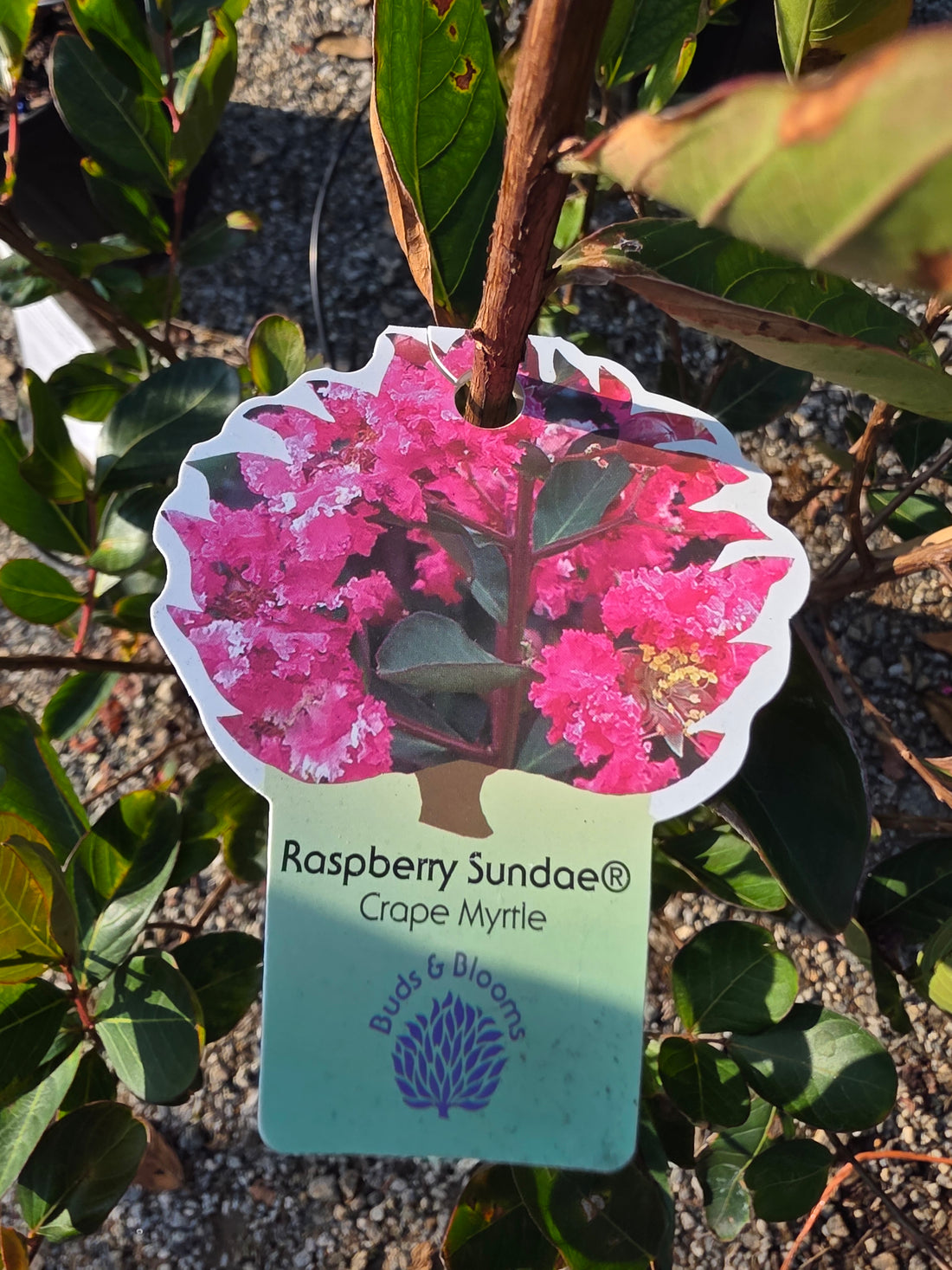 Raspberry Sundae Crapemyrtle
