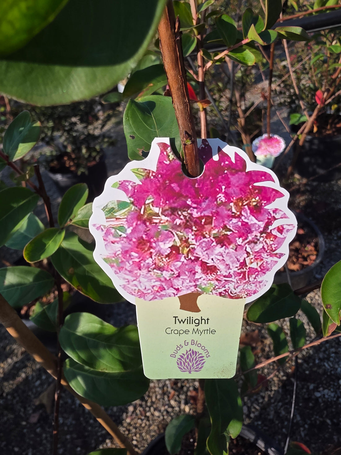 Twilight Crapemyrtle