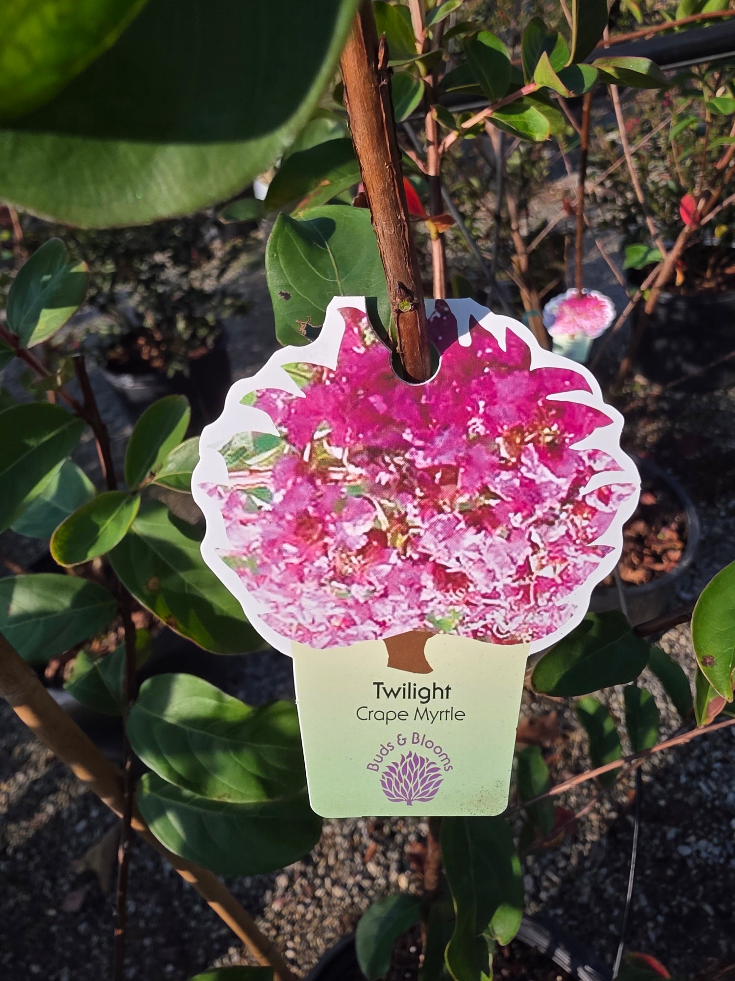 Twilight Crapemyrtle