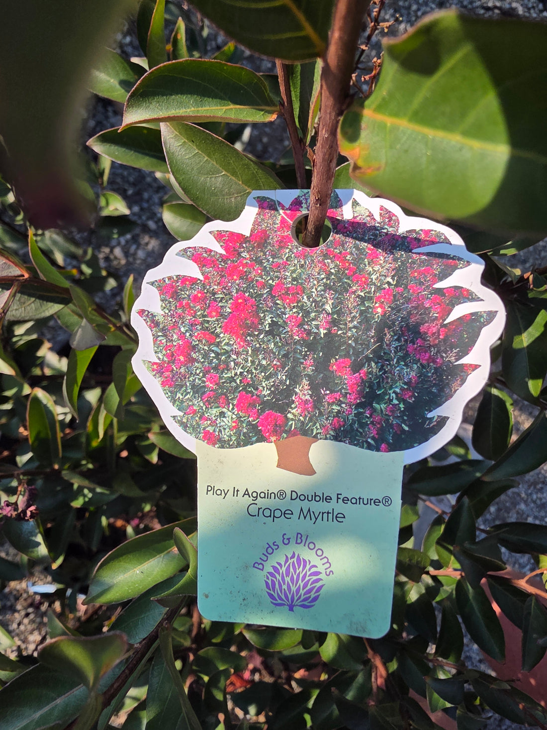 Double Feature Red Crapemyrtle