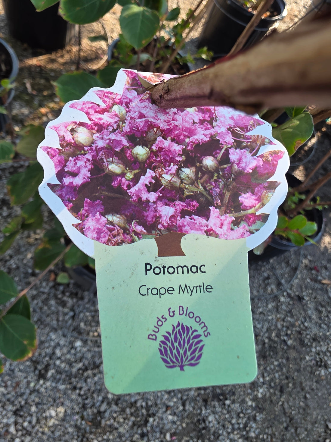 Potomac Crapemyrtle