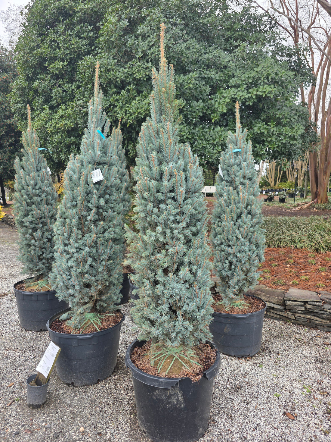 Fastigiata Blue Spruce