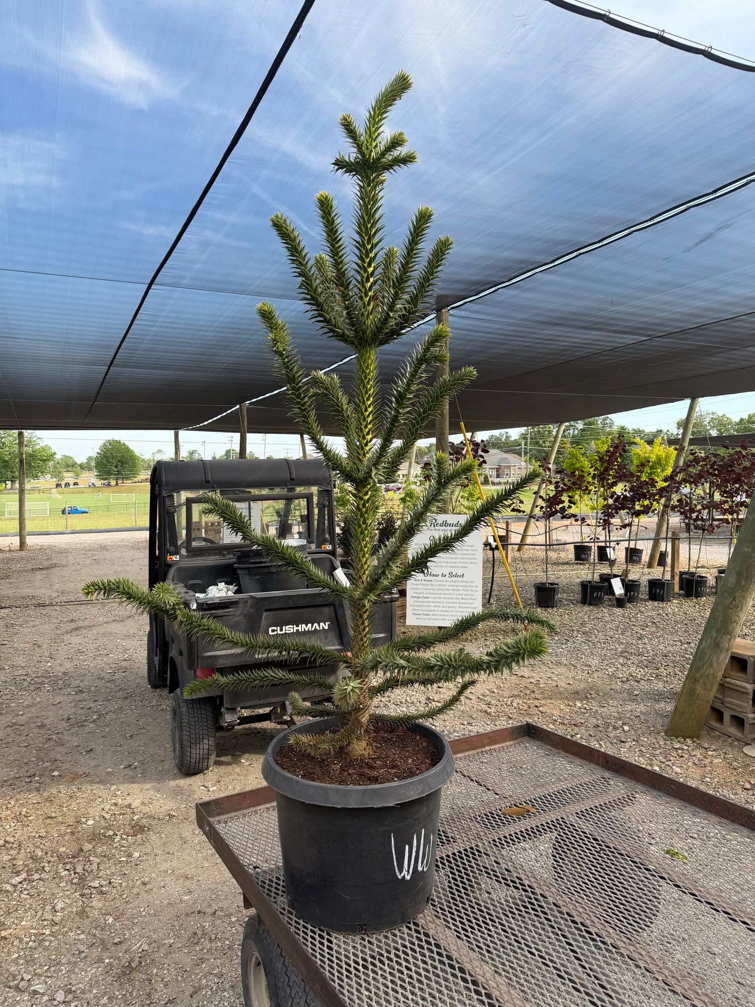 Araucaria (Monkey Puzzle Tree)