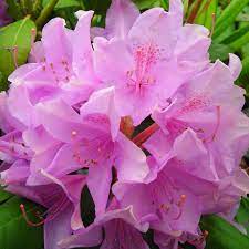 Roseum Pink Rhododendron 3 Gal