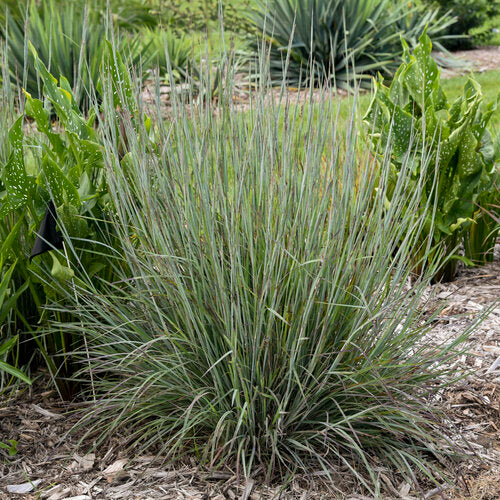 Brush Strokes Bluestem Grass