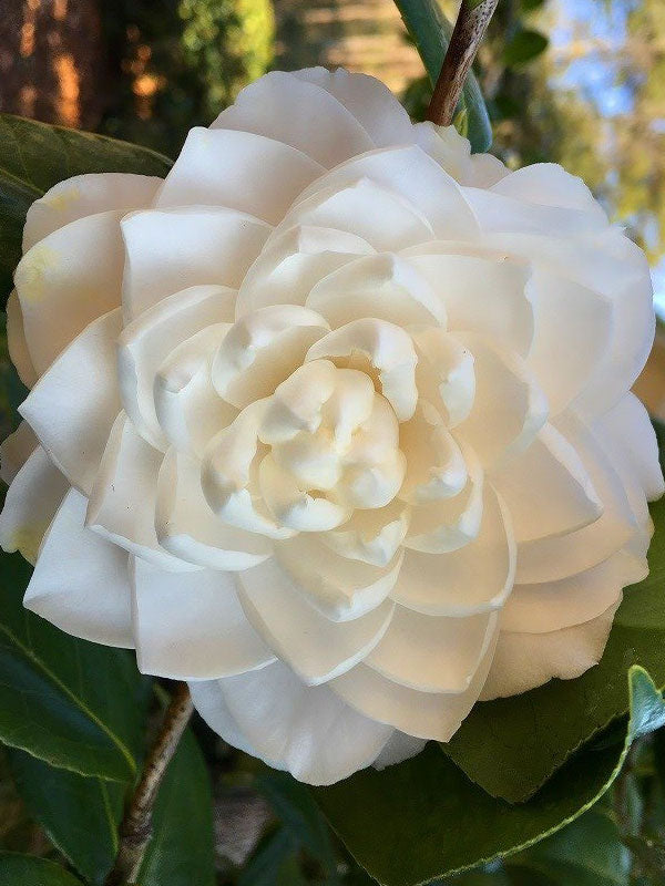 Seafoam Camellia