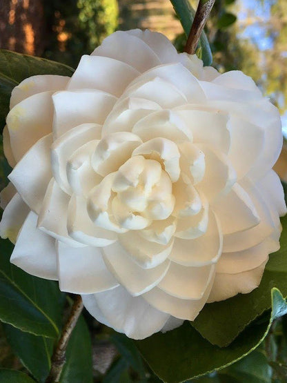 Seafoam Camellia