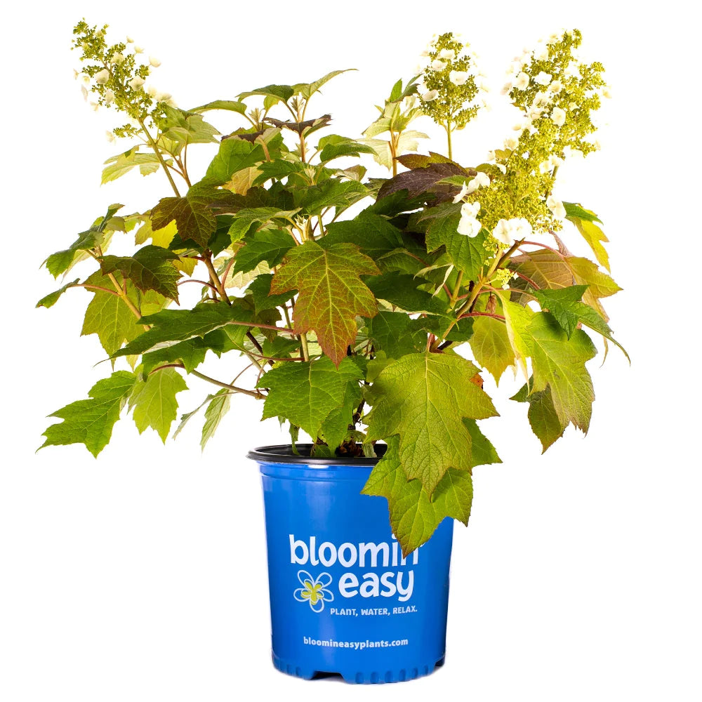 Toy Soldier Oakleaf Hydrangea 2&3 Gal