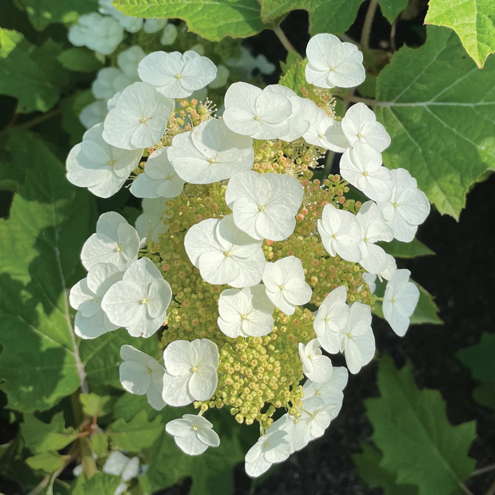 Toy Soldier Oakleaf Hydrangea 2&3 Gal