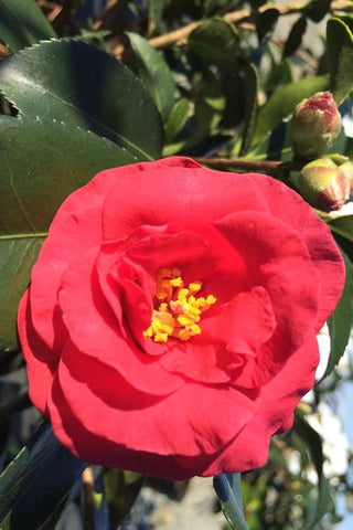 Slim 'N Trim Camellia - 3 Gallon Pot