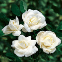 White New Dawn Climbing Rose 5 Gal