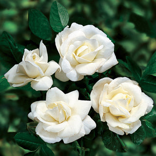White New Dawn Climbing Rose 5 Gal