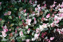 Snow-n-Summer Asiatic Jasmine 1 Gal