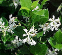 Madison Confederate Jasmine 2&3 Gal