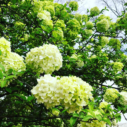 Chinese Snowball Viburnum