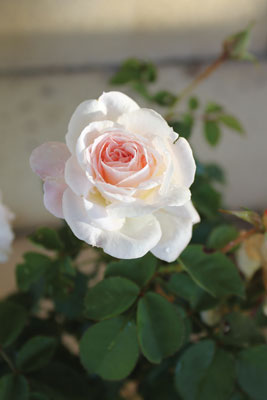 Glow Brindabella Rose 3 Gal
