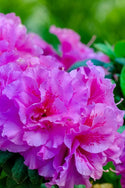 Autumn Majesty Encore Azalea 2&3 Gal