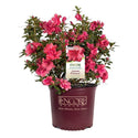Autumn Princess Encore Azalea 2&3 Gal