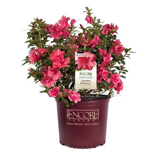 Autumn Princess Encore Azalea 2&3 Gal