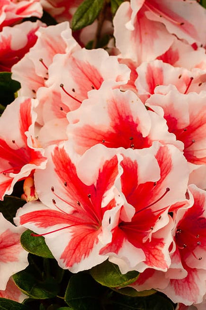 Autumn Starburst Encore Azalea 2&amp;3 Gal