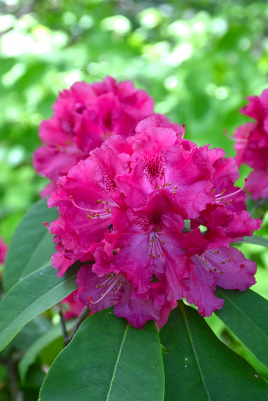 Besse Howells Rhododendron 3 Gal