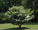 Greensleeves Kousa Dogwood 7 Gal