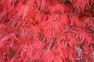 Crimson Queen Japanese Maple