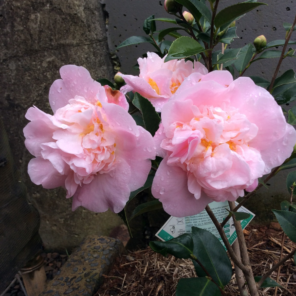 High Fragrance Camellia Jap 15 Gal