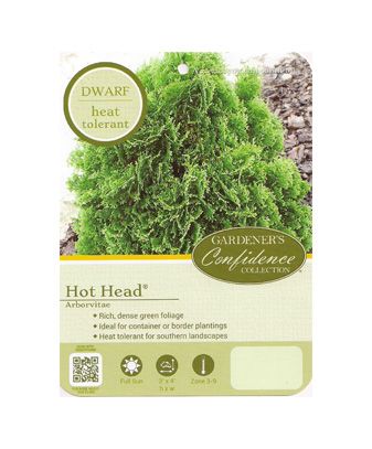 Hot Head Arborvitae 2&3 Gal