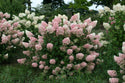 Strawberry Sundae Hydrangea 2&3 Gal