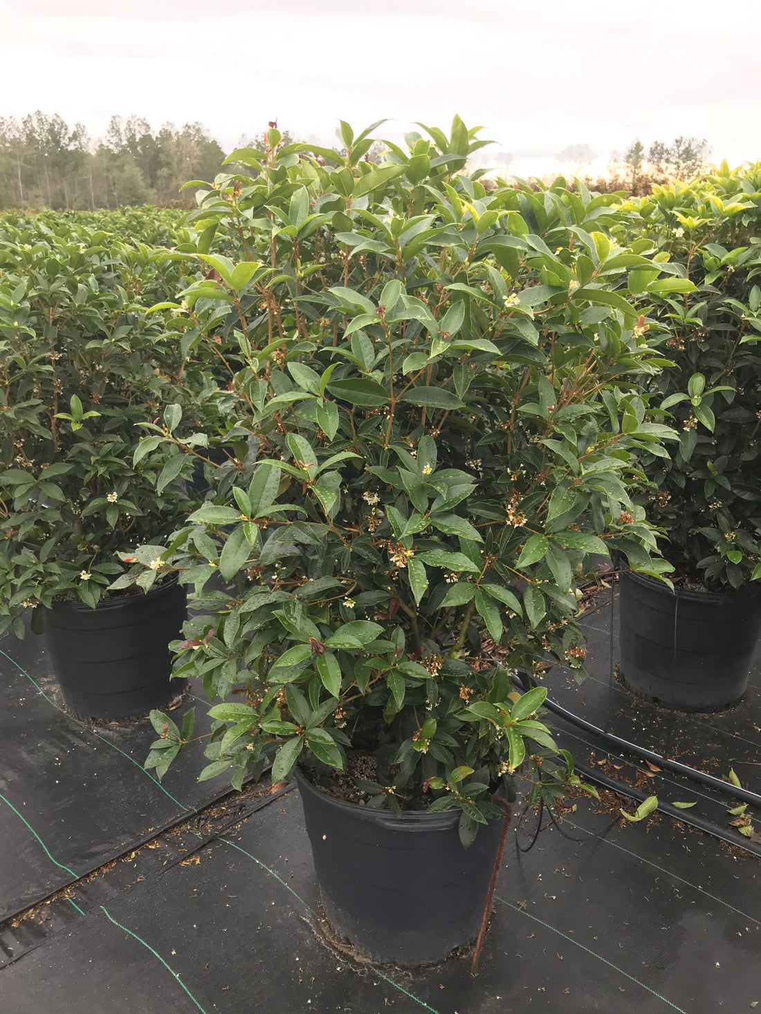 Fragrant Tea Olive