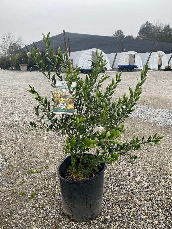 Arbequina Olive (Shrub Form) 5 Gal